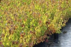 Kornoelje (Cornus Sanguinea 'Winter Beauty) -Directplant Winkel cornus winter beauty 1 1