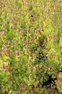 Kornoelje (Cornus Sanguinea 'Winter Beauty) -Directplant Winkel cornus winter beauty 2 1