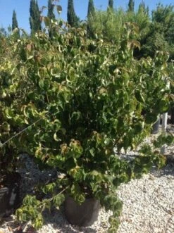 Japanse Kornoelje (Cornus Kousa 'Weisse Fontaine') -Directplant Winkel cornuskousa125 1