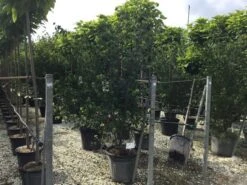 Japanse Kornoelje (Cornus Kousa 'Weisse Fontaine') -Directplant Winkel cornuskousa175