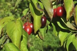 Gele Kornoelje (Cornus Mas) -Directplant Winkel cornusmas vruchtv01 3