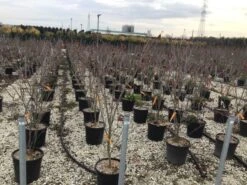 Kornoelje (Cornus Kousa 'Teutonia') -Directplant Winkel cornusteutonia01