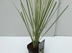 Dwerg Pampasgras (Cortaderia Selloana 'Mini Goldpampas') -Directplant Winkel cortaderia mini goldpampas v2 1