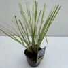 Dwerg Pampasgras (Cortaderia Selloana 'Mini Goldpampas') -Directplant Winkel cortaderia mini goldpampas v211111