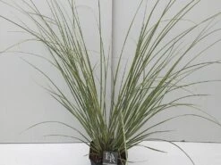 Dwerg Pampasgras (Cortaderia Selloana 'Mini Goldpampas') -Directplant Winkel cortaderia mini goldpampas v5 1