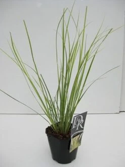Dwerg Pampasgras (Cortaderia Selloana 'Mini Goldpampas') -Directplant Winkel cortaderia mini goldpampas v2 2