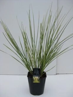 Dwerg Pampasgras (Cortaderia Selloana 'Mini Goldpampas') -Directplant Winkel cortaderia mini goldpampas v5