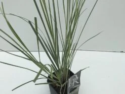 Dwergpampasgras (Cortaderia Selloana 'Mini Silverpampas') -Directplant Winkel cortaderia mini silverpampas v2 2