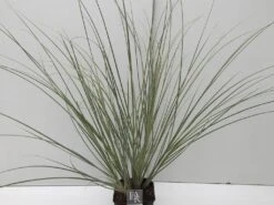 Dwergpampasgras (Cortaderia Selloana 'Mini Silverpampas') -Directplant Winkel cortaderia mini silverpampas v5