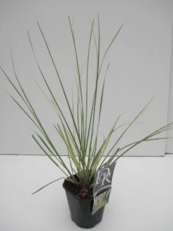 Dwerg Pampasgras (Cortaderia Selloana 'Mini Goldpampas') -Directplant Winkel cortaderia sell. mini goldpampas 1