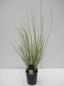 Dwerg Pampasgras (Cortaderia Selloana 'Mini Goldpampas') -Directplant Winkel cortaderia sell. mini goldpampas c5 2