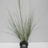 Dwergpampasgras (Cortaderia Selloana 'Mini Silverpampas') -Directplant Winkel cortaderia sell. mini silverpampas c5 2