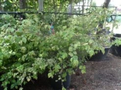 Schijnhazelaar (Corylopsis Pauciflora) -Directplant Winkel corylopsis pauciflora solitair 100 150