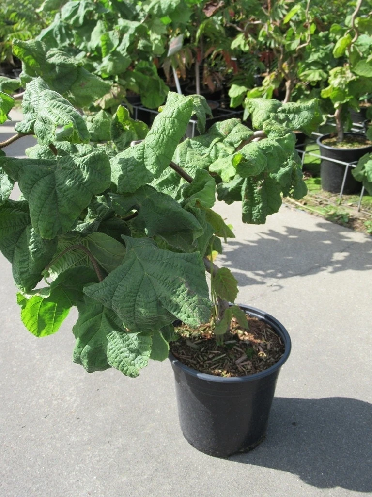 Kronkelhazelaar (Corylus Avellana 'Contorta') 8 Kronkelhazelaar (Corylus Avellana 'Contorta') - Afbeelding 6