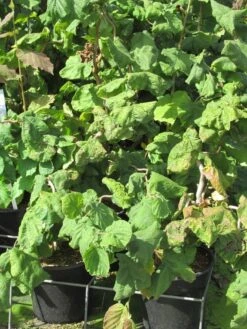 Kronkelhazelaar (Corylus Avellana 'Contorta') 15 Kronkelhazelaar (Corylus Avellana 'Contorta') -Directplant Winkel corylus avellana contorta 2