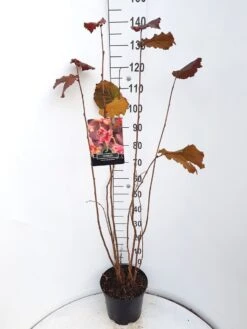 Hazelaar/Hazelnoot (Corylus Avellana 'Rode Zellernoot') -Directplant Winkel corylus rode zellernoot c10 v01