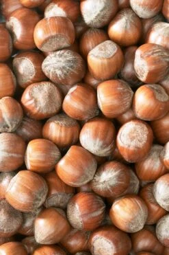 Hazelaar/Hazelnoot (Corylus Avellana 'Cosford') -Directplant Winkel corylushazelnotenv01 2