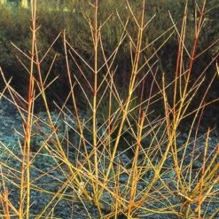 Kornoelje (Cornus Sanguinea 'Midwinter Fire') -Directplant Winkel cosmfire 4