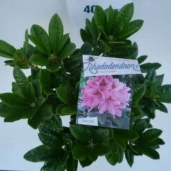 Rhododendron (Rhododendron 'Cosmopolitan') -Directplant Winkel cosmopolitan c5 boven 1