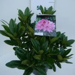 Rhododendron (Rhododendron 'Cosmopolitan') 20 Rhododendron (Rhododendron 'Cosmopolitan') -Directplant Winkel cosmopolitan c5 zij 2