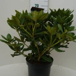 Rhododendron (Rhododendron 'Cosmopolitan') -Directplant Winkel cosmopolitan c7.5 voor 1