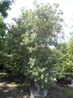 Pruikenboom (Cotinus Coggygria) -Directplant Winkel cotinus coggygria 300 350 c350 extra