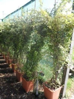 Dwergmispel (Cotoneaster Franchetii) -Directplant Winkel cotoneaster franchetii 150 200 c30 extra 2