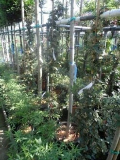 Dwergmispel (Cotoneaster Lacteus) -Directplant Winkel cotoneaster lacteus c10 100 150 1 1