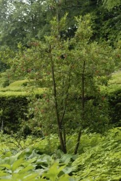 Chileense Lantaarnboom (Crinodendron Hookerianum) -Directplant Winkel crinodendron 1