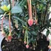 Chileense Lantaarnboom (Crinodendron Hookerianum) -Directplant Winkel crinodendron hookerianum