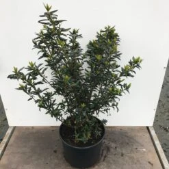 Chileense Lantaarnboom (Crinodendron Hookerianum) -Directplant Winkel crinodendron hookerianum c20 1 1