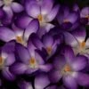 Krokus (Crocus Tommasinianus 'Ruby Giant') -Directplant Winkel crocus tomm rubygiant