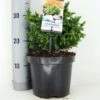 Japanse Dwergcipres (Cryptomeria Japonica 'Vilmoriniana') -Directplant Winkel cryptomeria jap. vilmoriniana c3 m