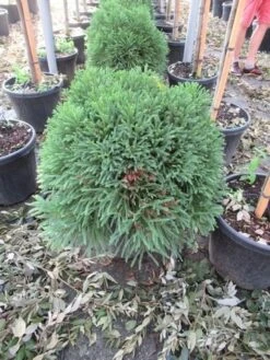 Sikkelden (Cryptomeria Japonica 'Globosa Nana') -Directplant Winkel cryptomeria japonica globosa nana