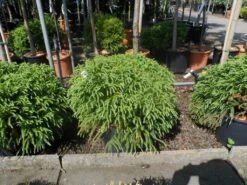 Sikkelden (Cryptomeria Japonica 'Globosa Nana') -Directplant Winkel cryptomeria japonica globosa nana 30 40 50 cont 1