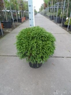 Sikkelden (Cryptomeria Japonica 'Globosa Nana') -Directplant Winkel cryptomeria japonica globosa nana 50 60 c20