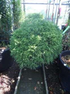 Sikkelden (Cryptomeria Japonica 'Globosa Nana') -Directplant Winkel cryptomeria japonica globosa nana 70 80 cont