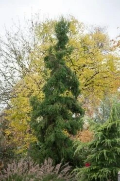 Sikkelden (Cryptomeria Japonica 'Rasen') -Directplant Winkel cryptomeria japonica rasen 1