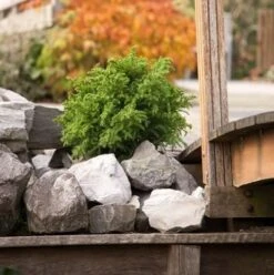 Japanse Dwergcipres (Cryptomeria Japonica 'Vilmoriniana') -Directplant Winkel cryptomeria japonica vilmoriniana