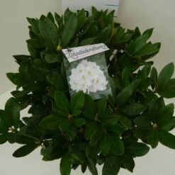 Rhododendron (Rhododendron 'Cunningham White') -Directplant Winkel cun. white c7.5 boven