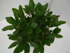 Rhododendron (Rhododendron 'Cunningham White') -Directplant Winkel cun white c2 boven 2