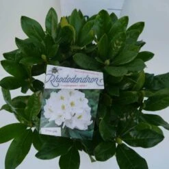 Rhododendron (Rhododendron 'Cunningham White') -Directplant Winkel cun white c5 boven