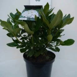 Rhododendron (Rhododendron 'Cunningham White') -Directplant Winkel cun white c5 voor