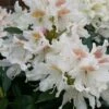 Rhododendron (Rhododendron 'Cunningham White') -Directplant Winkel cunninghamwhite01 1