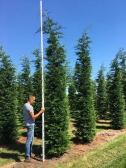 Grote Snelgroeiende Conifeer (Cupressocyparis Leylandii) -Directplant Winkel cup leijlandii 450500 2