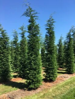 Grote Snelgroeiende Conifeer (Cupressocyparis Leylandii) -Directplant Winkel cup leijlandii 500550