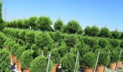 Cupressocyparis, Triobol (Cupressocyparis Leylandii 'Castlewellan Gold') -Directplant Winkel cuppressocyparis triobol