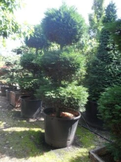 Cupressocyparis, Triobol (Cupressocyparis Leylandii 'Castlewellan Gold') -Directplant Winkel cupressocyparis leylandii 250 300 triobol c500 1
