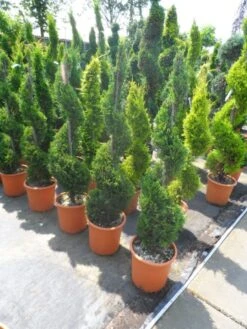 Leylandcipres Als Spiraal (Cupressocyparis Leylandii 'Castlewellan Gold' ) -Directplant Winkel cupressocyparis leylandii castlewellan gold spiraal 125 150 c20