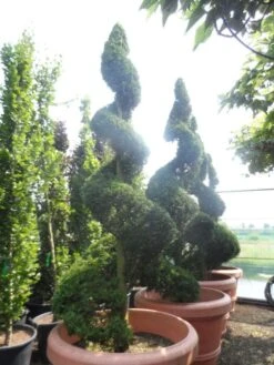 Leylandii Als Spiraal (Cupressocyparis Leylandii) 5 Leylandii Als Spiraal (Cupressocyparis Leylandii) -Directplant Winkel cupressocyparis leylandii castlewellan gold spiraal 250 300 c500 extra